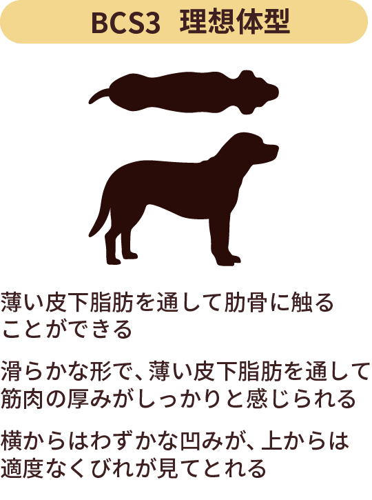BCS1