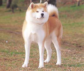アキタケン：秋田犬