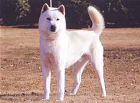 キシュウケン：紀州犬