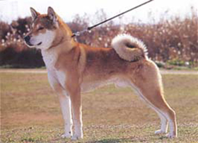 シコクケン：四国犬