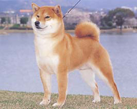 シバケン：柴犬